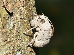 Platypleura kaempferi