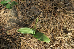 Platanthera elongata