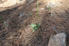 Platanthera elongata