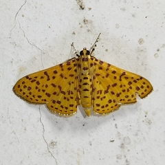 Polygrammodes eleuata