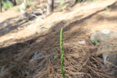 Platanthera elongata