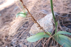 Platanthera elongata