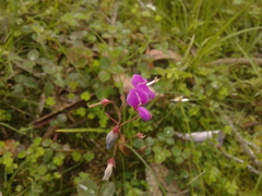 Desmodium molliculum