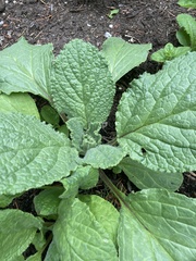 Borago