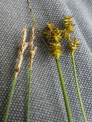 Carex sterilis