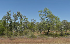 Grevillea parallela