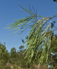 Grevillea parallela