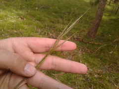 Nassella mucronata