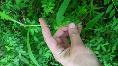 Dichanthelium microcarpon