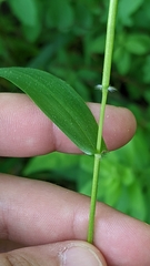 Dichanthelium microcarpon