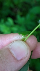 Dichanthelium microcarpon
