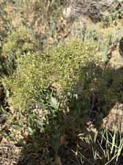 Lepidium chalepense