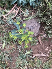 Euphorbia