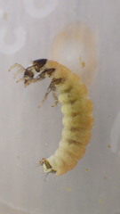 Glossosoma