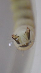 Glossosoma