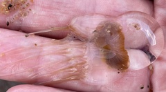 Catablema vesicarium