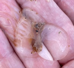 Catablema vesicarium