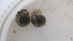 Helicopsyche borealis