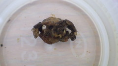 Glossosoma