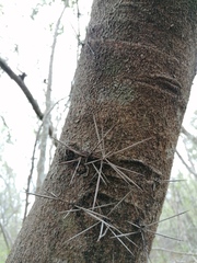 Xylosma horrida