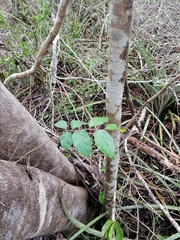 Xylosma horrida