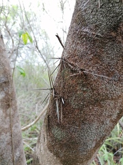 Xylosma horrida