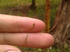 Juncus capillaceus