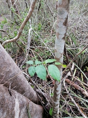 Xylosma horrida