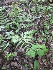 Pteridium aquilinum image