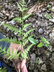 Pteridium aquilinum image