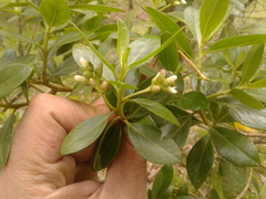 Baccharis macrantha