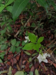 Tabernaemontana amygdalifolia
