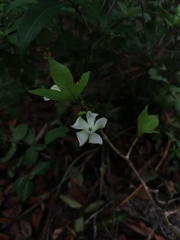 Tabernaemontana amygdalifolia