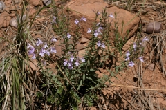 Hedeoma hyssopifolia