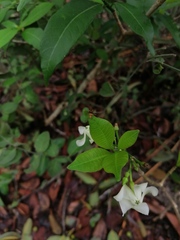 Tabernaemontana amygdalifolia