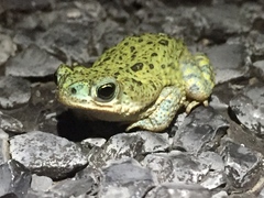 Anaxyrus debilis