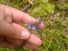 Salvia palifolia
