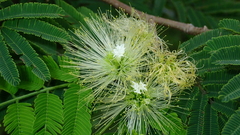 Chloroleucon acacioides