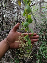 Cryptocarpus