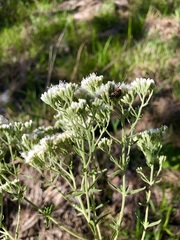 Eupatorium rotundifolium