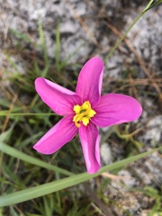 Sabatia grandiflora