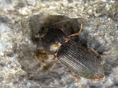 Hypnoidus squalidus