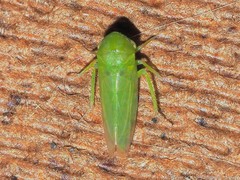 Macropsis decisa