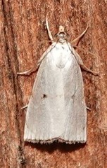 Argyria gonogramma