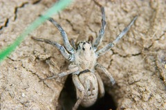 Lycosa praegrandis