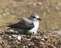 Charadrius dealbatus