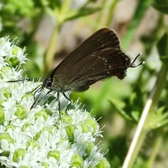 Satyrium ilicis