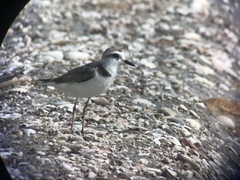 Charadrius dealbatus
