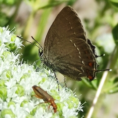 Satyrium ilicis