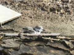 Charadrius dealbatus